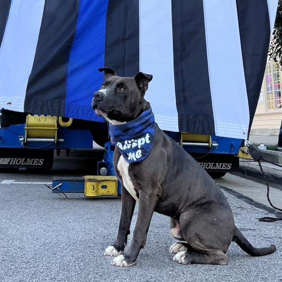 Enlarge Antoni, a Adoptable Mixed Breed in Batavia, OH image 6/6
