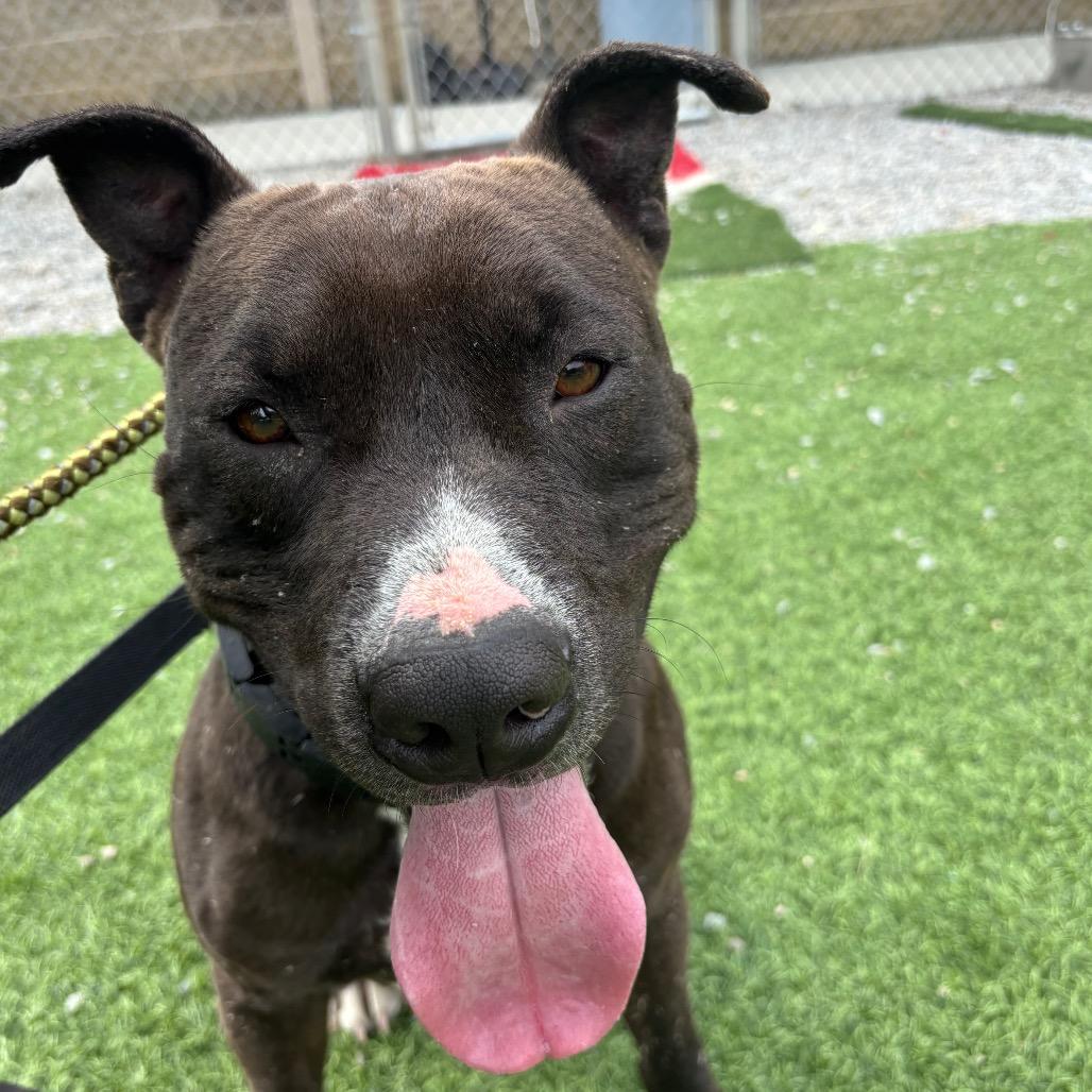 Antoni, a Adoptable Mixed Breed in Batavia, OH image 6/6