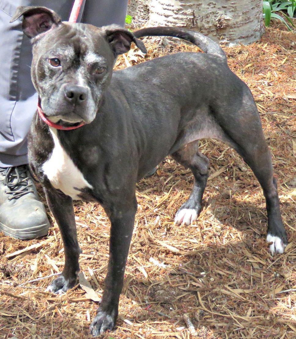 Enlarge Betty, a ADOPTABLE mixed breed in Lexington, VA image 3/4
