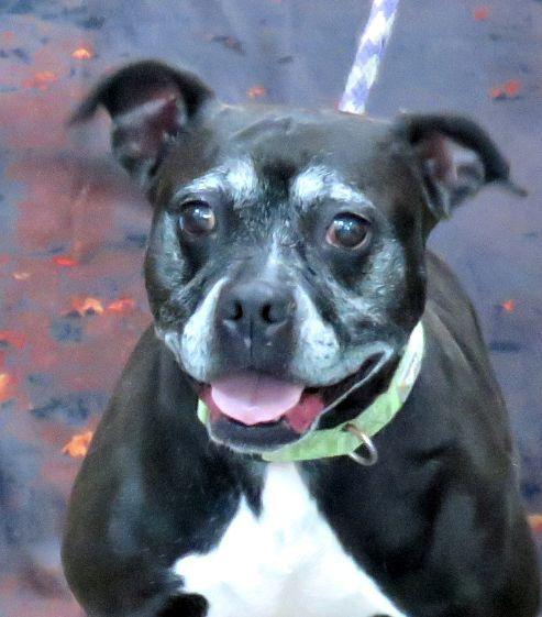Betty, Adopted, Senior Female Pit Bull Terrier.