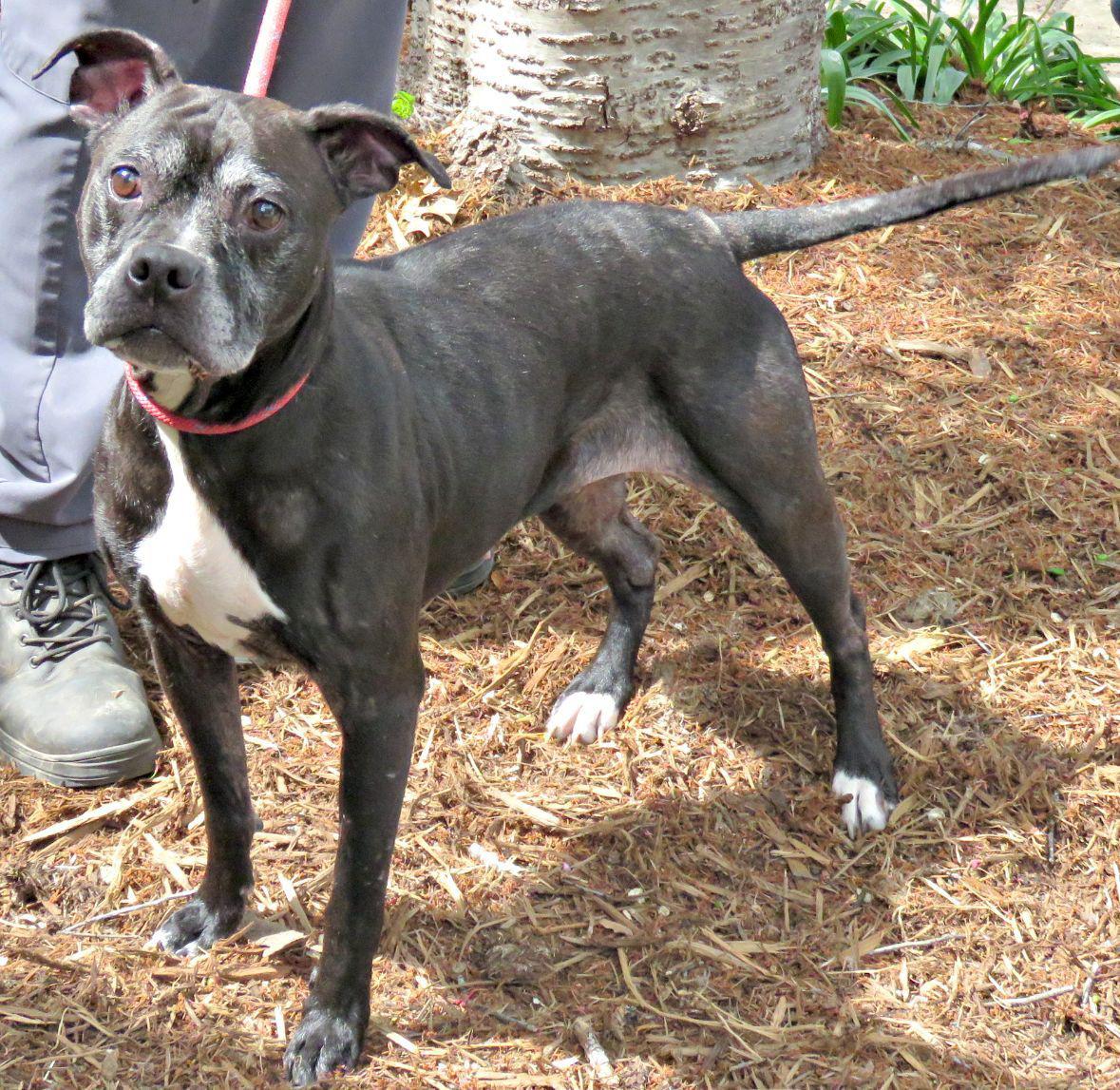 Enlarge Betty, a ADOPTABLE mixed breed in Lexington, VA image 2/4