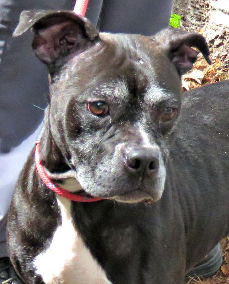 Betty, ADOPTABLE, Senior Female Pit Bull Terrier.