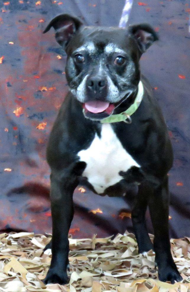 Enlarge Betty, a Adopted mixed breed in Lexington, VA image 3/3