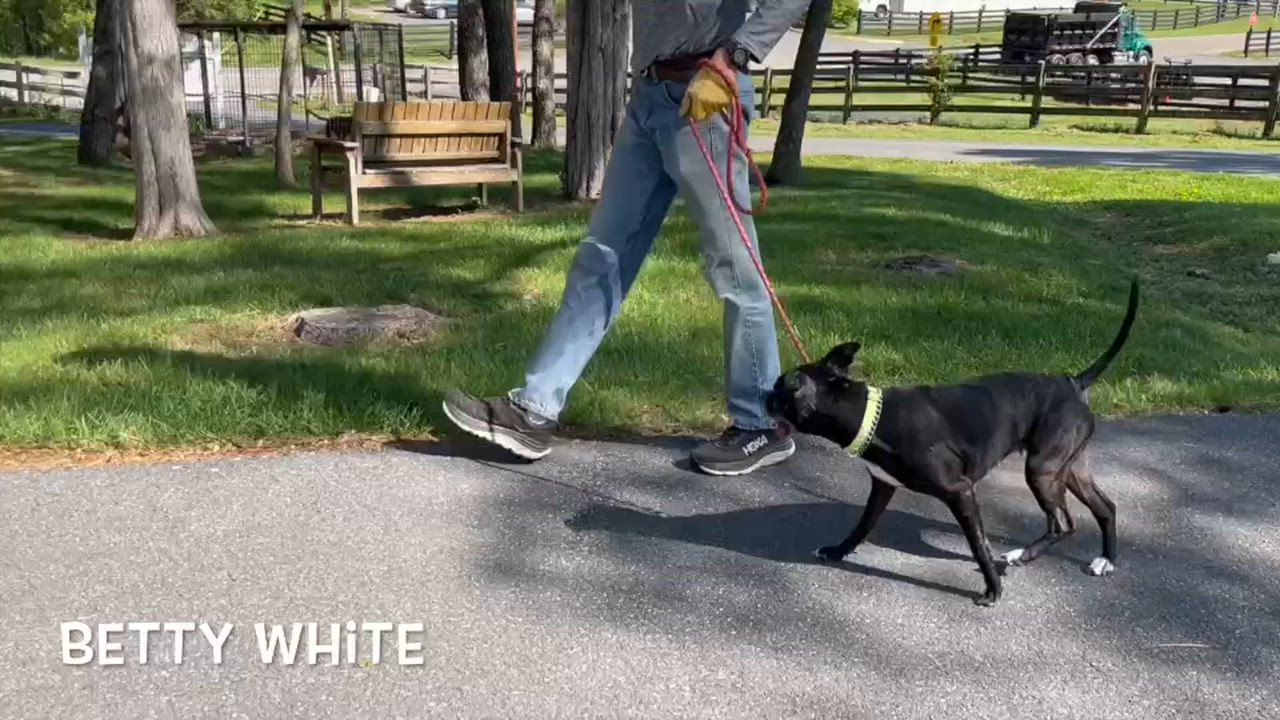 Enlarge Betty, a ADOPTABLE mixed breed in Lexington, VA video 4/4