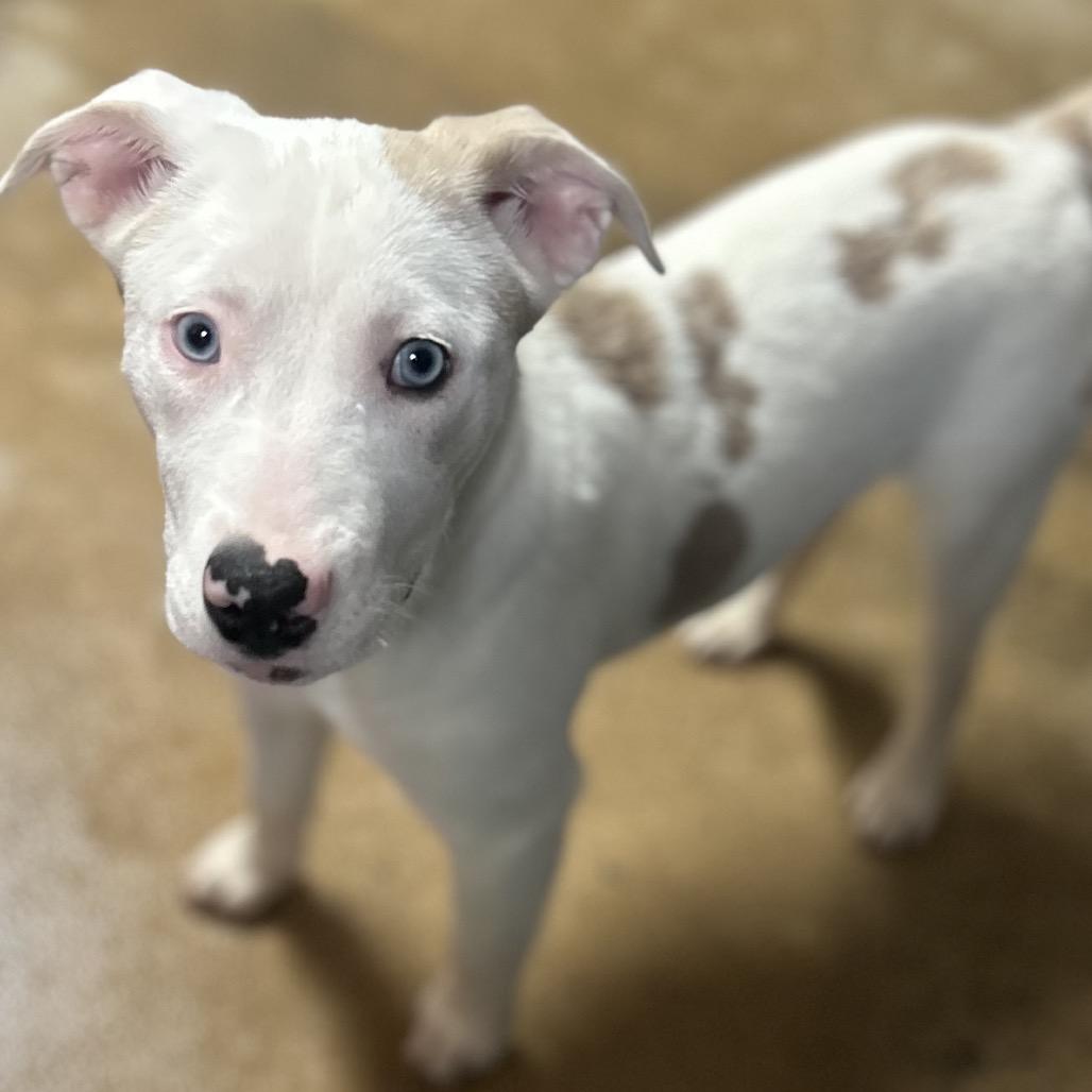 Enlarge Tac, a Adoptable mixed breed in Dixon, IL image 1/2