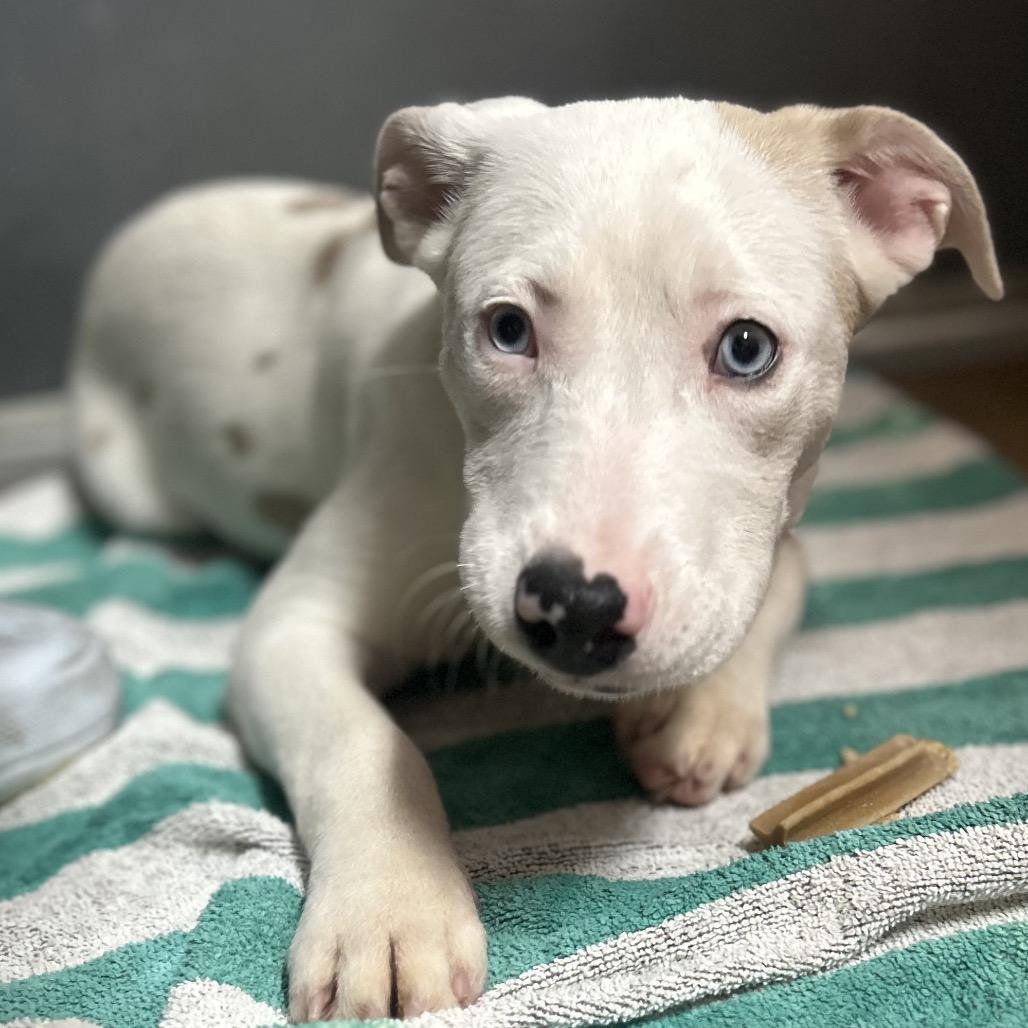 Enlarge Tac, a Adoptable mixed breed in Dixon, IL image 2/2