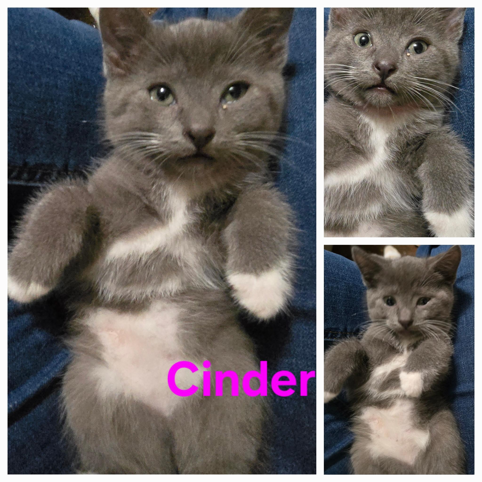 Enlarge Cinder, a Adoptable Domestic Short Hair in Long Beach, CA image 1/1