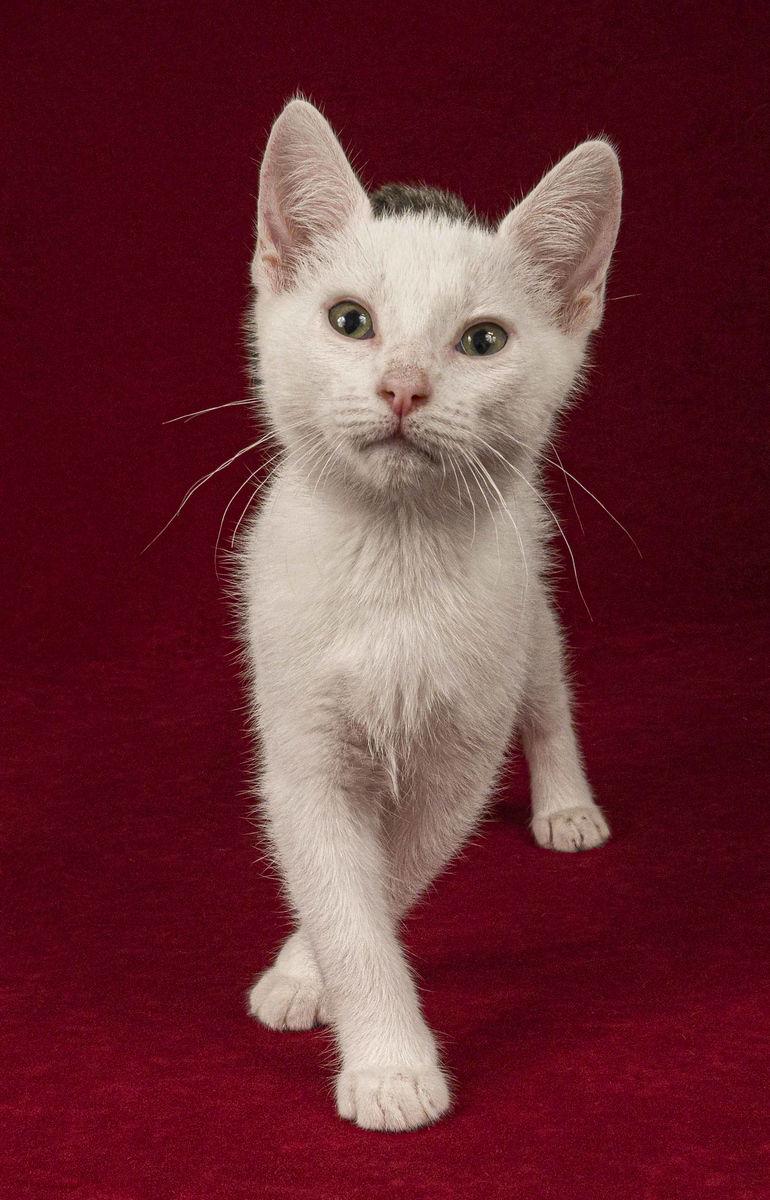 Enlarge Mink, a Adoptable Domestic Short Hair in Davis, CA image 1/3
