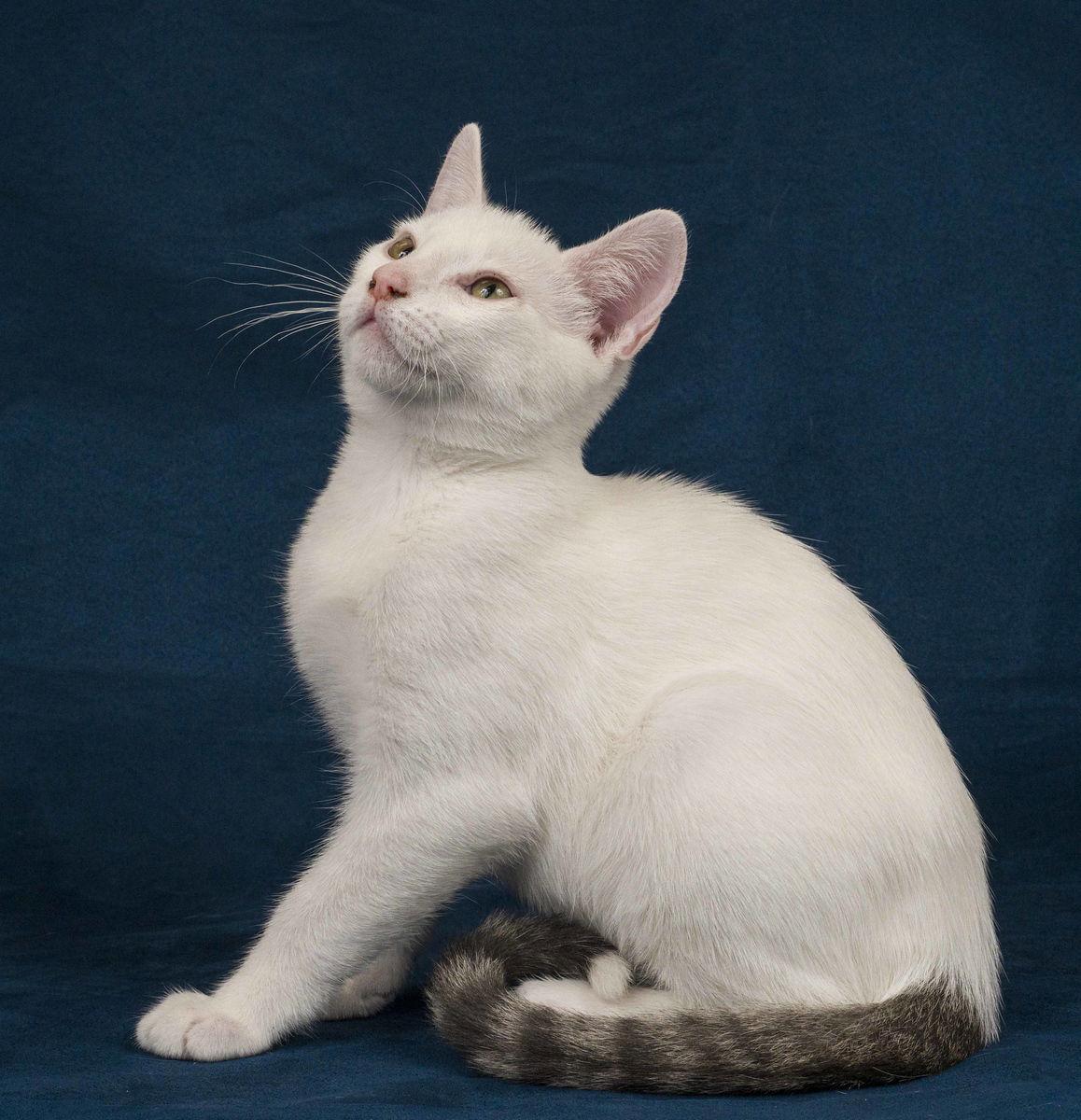 Enlarge Mink, a Adopted Domestic Short Hair in Davis, CA image 1/3