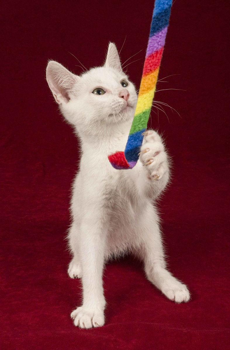 Enlarge Mink, a Adopted Domestic Short Hair in Davis, CA image 3/3