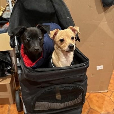 Sawyer — thumbnail 4