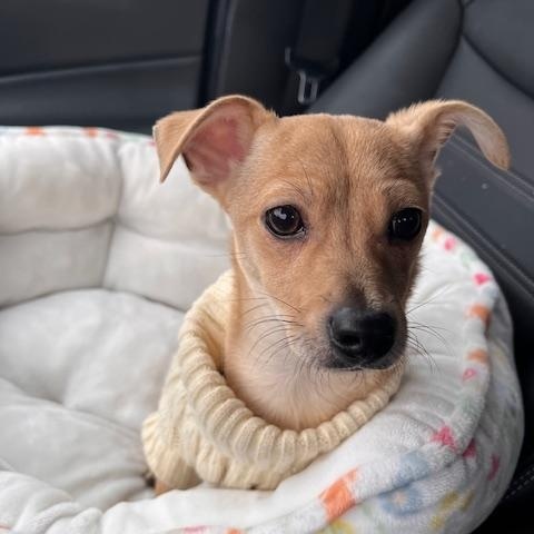 Sawyer — thumbnail 5