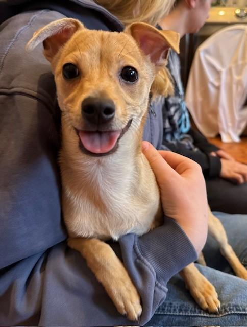 Sawyer — thumbnail 6