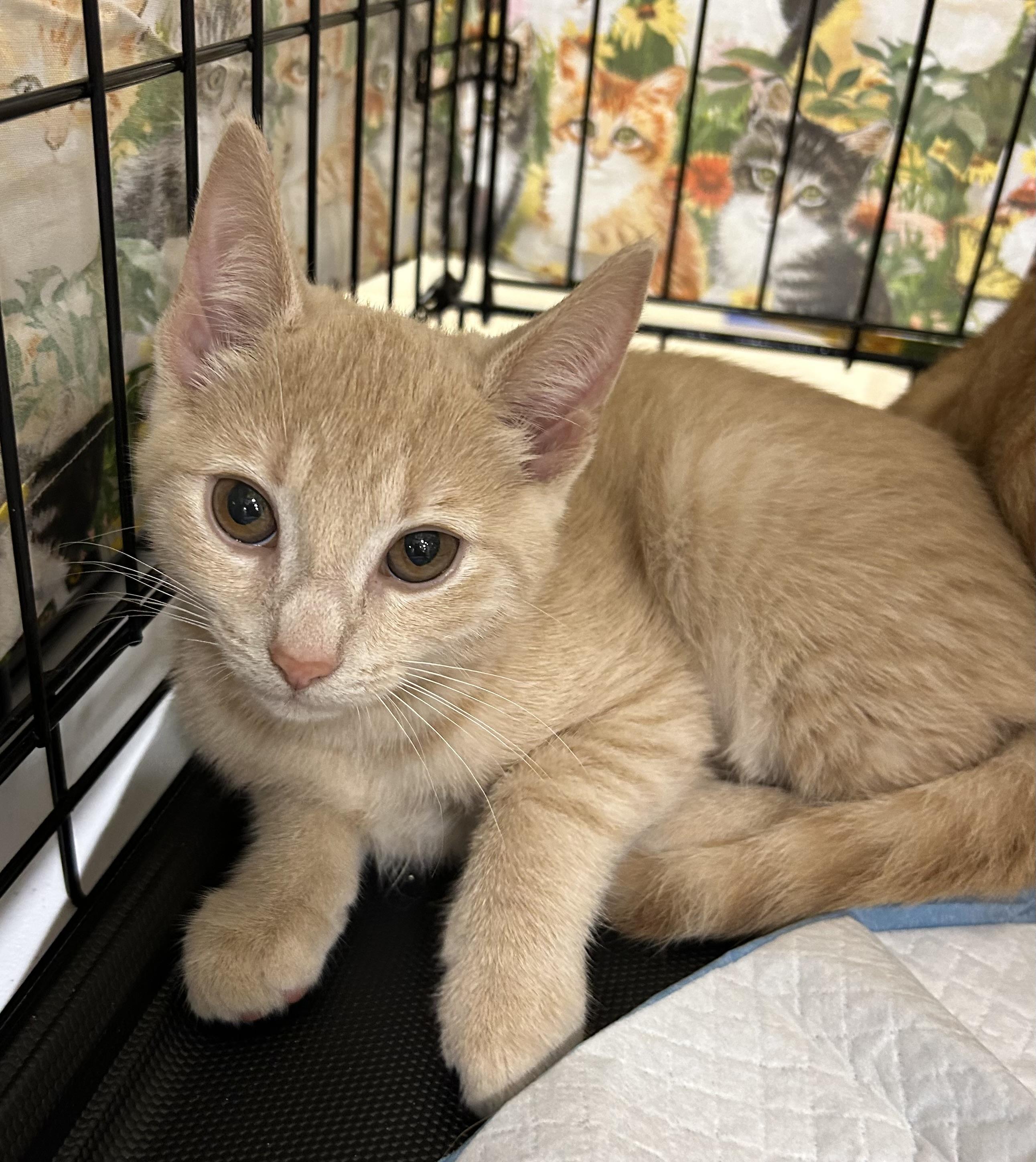 Gigi, Baby Female Domestic Short Hair