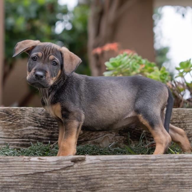 Dakota Pup - Bozeman, a Adoptable mixed breed in San Diego, CA image 1/3