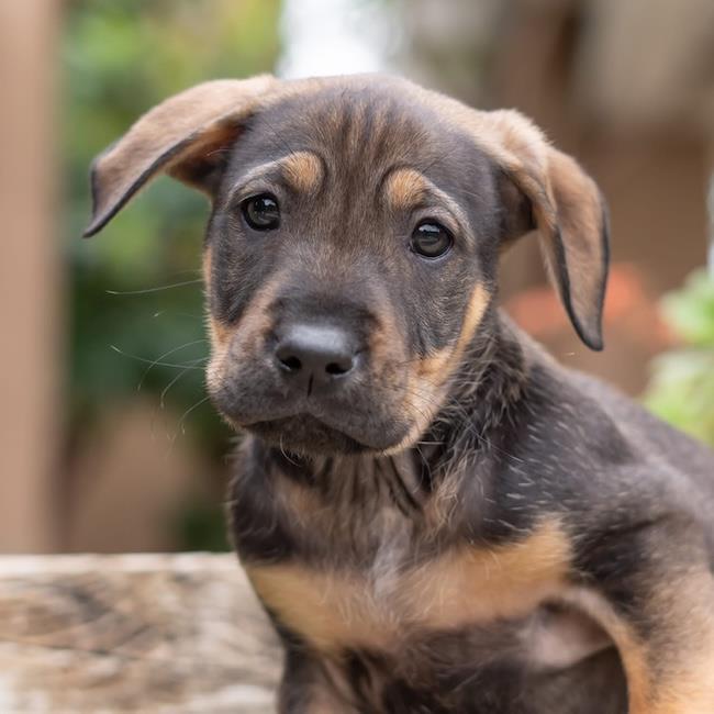 Dakota Pup - Bozeman, a Adoptable mixed breed in San Diego, CA image 2/3