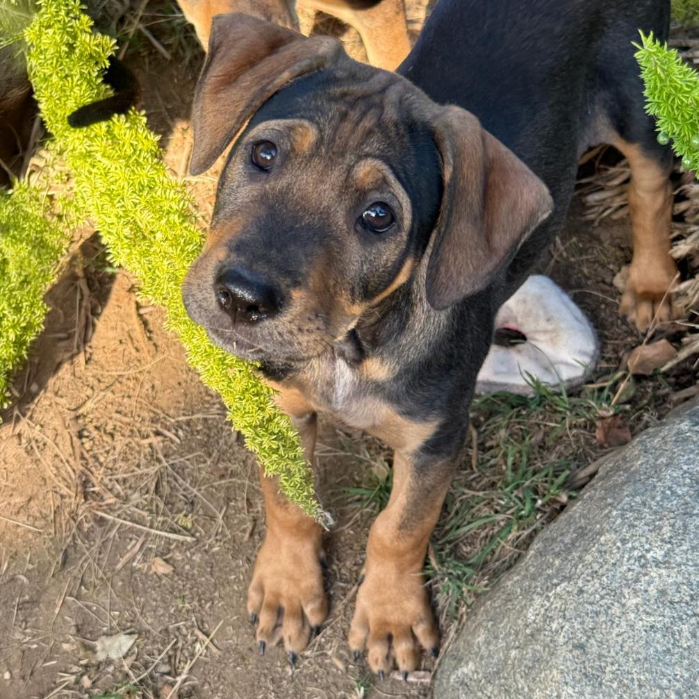 Dakota Pup - Bozeman, a Adoptable mixed breed in San Diego, CA image 3/3