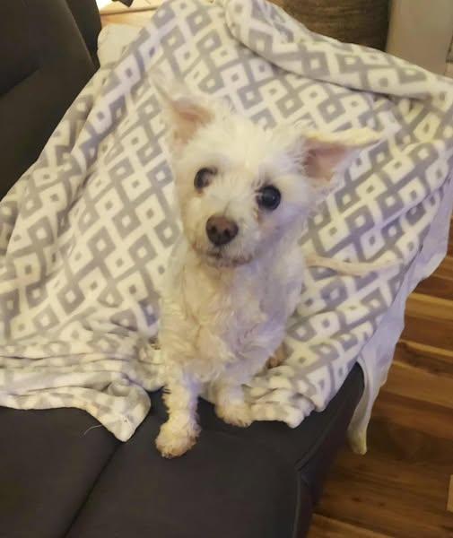 Gigi, an adoptable Maltipoo in Carr, CO image 1/3