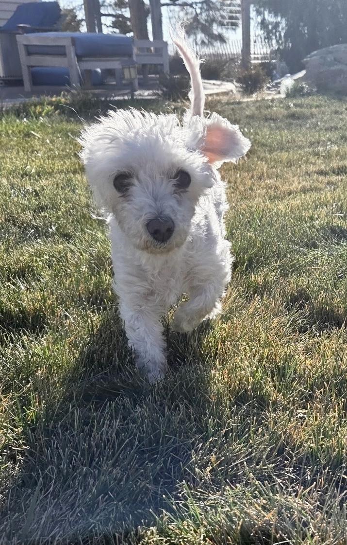 Gigi, adoptable, Senior Female Maltipoo.