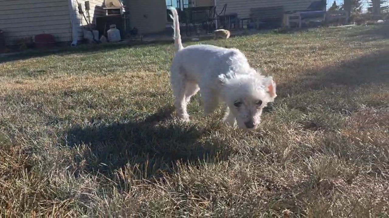 Enlarge Gigi, an adoptable Maltipoo in Carr, CO video 3/3