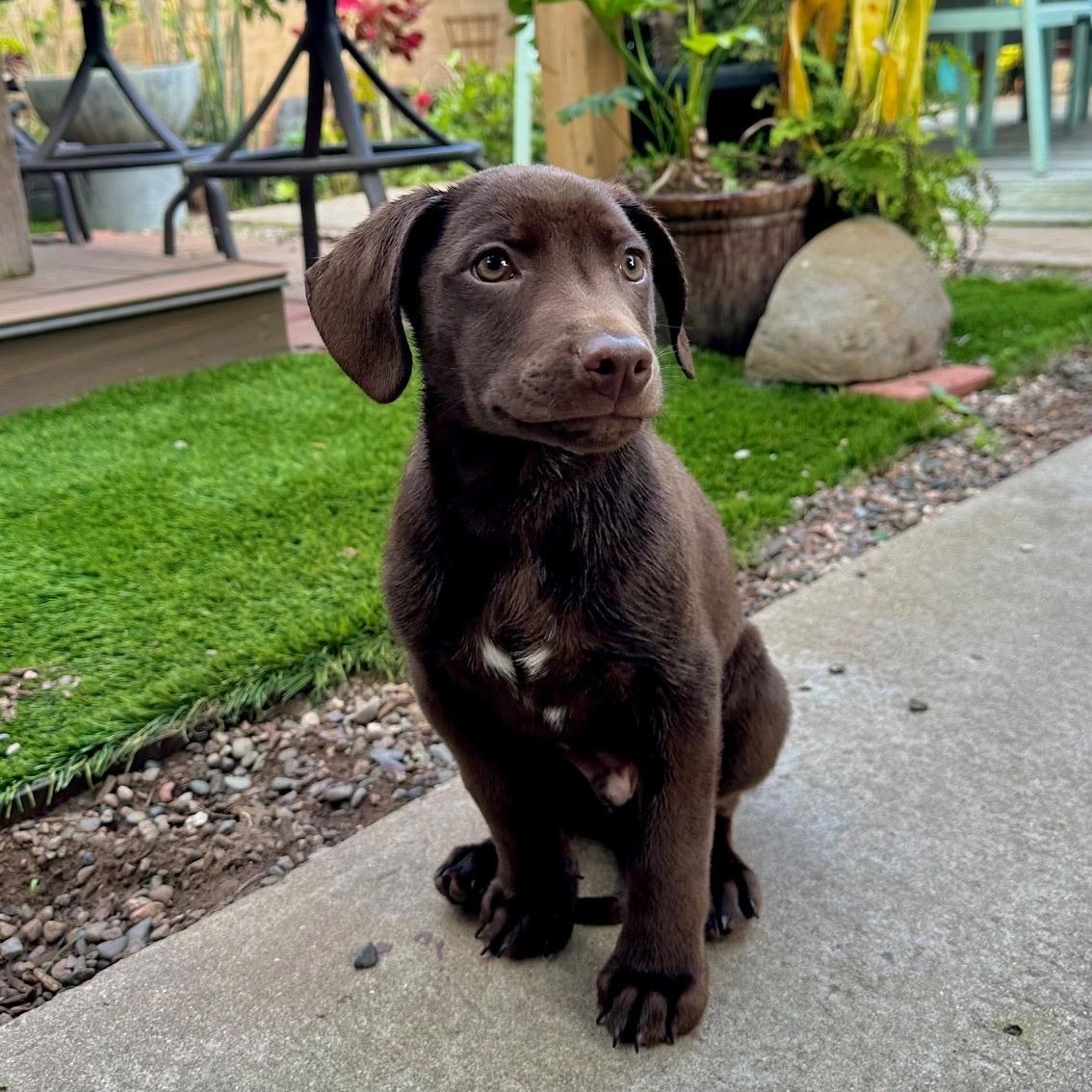 Enlarge Ilya (Heated Rivalry litter), a Adoptable Labrador Retriever in San Diego, CA image 4/6