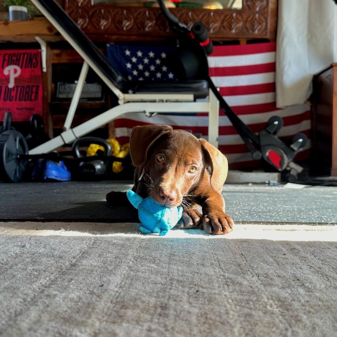 Enlarge Ilya (Heated Rivalry litter), a Adoptable Labrador Retriever in San Diego, CA image 5/6