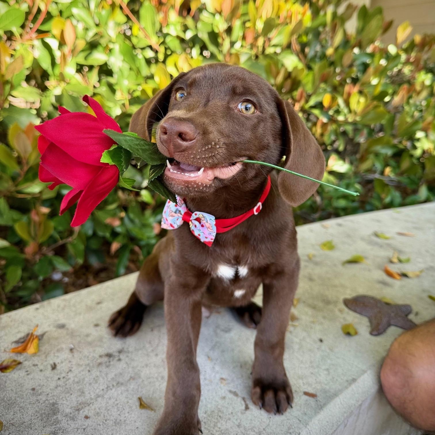 Enlarge Ilya (Heated Rivalry litter), a Adoptable Labrador Retriever in San Diego, CA image 1/6