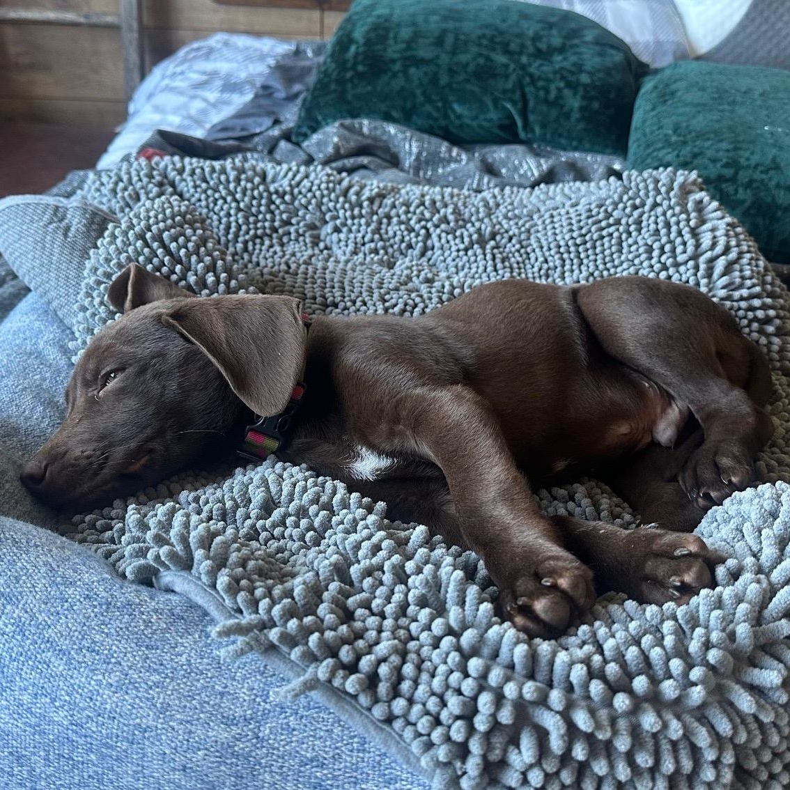 Enlarge Ilya (Heated Rivalry litter), a Adoptable Labrador Retriever in San Diego, CA image 6/6