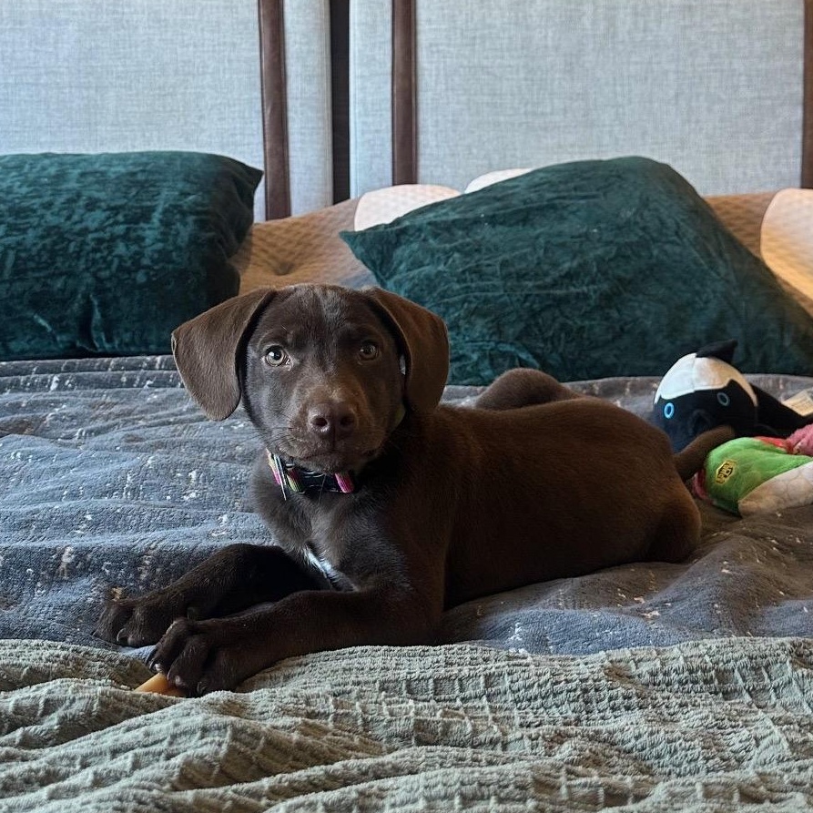 Enlarge Ilya (Heated Rivalry litter), a Adoptable Labrador Retriever in San Diego, CA image 3/6