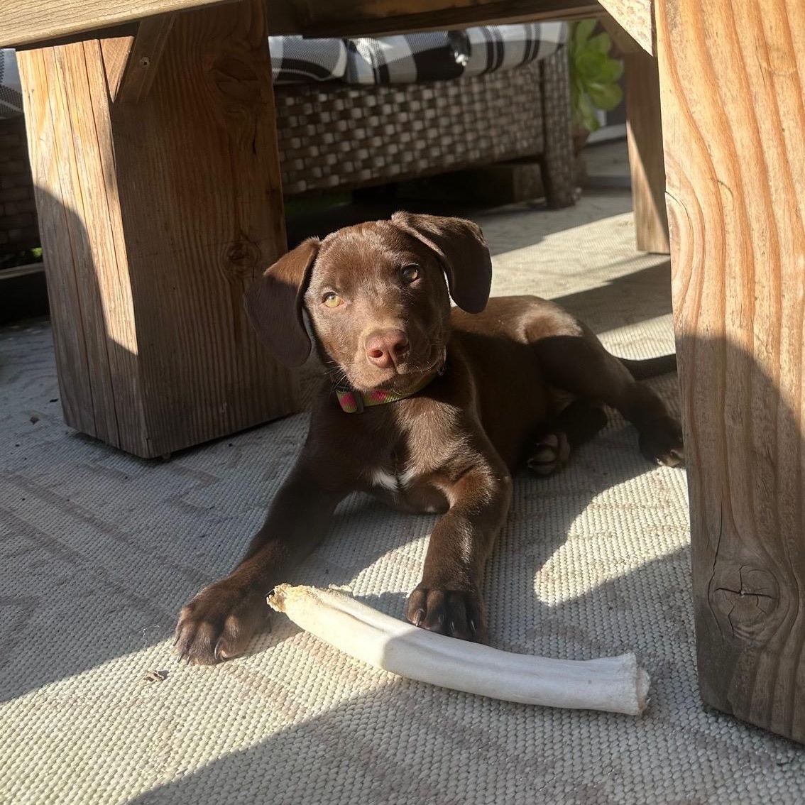 Enlarge Ilya (Heated Rivalry litter), a Adoptable Labrador Retriever in San Diego, CA image 2/6