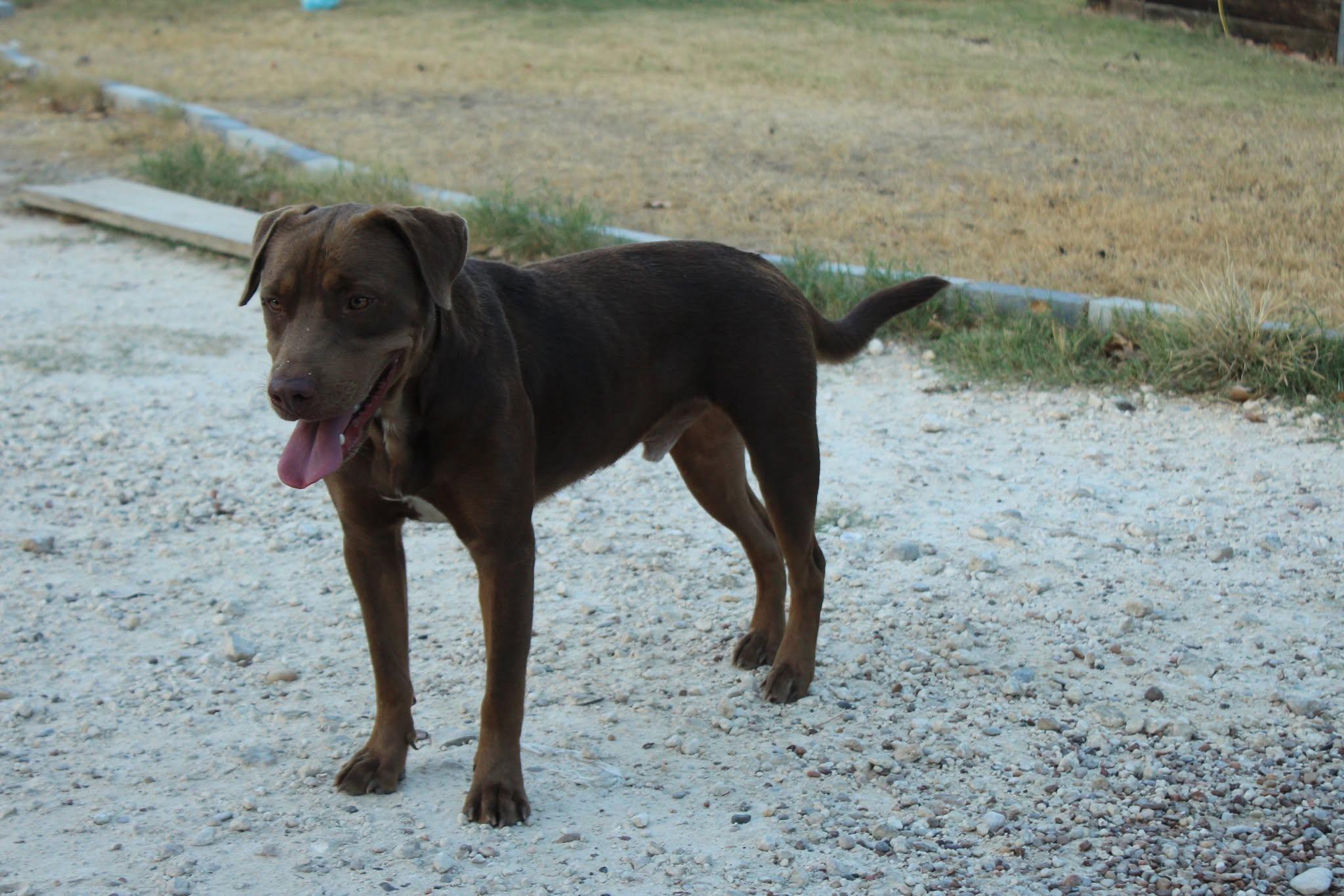 Enlarge Winifred, a Adoptable mixed breed in Bangor, ME image 2/5