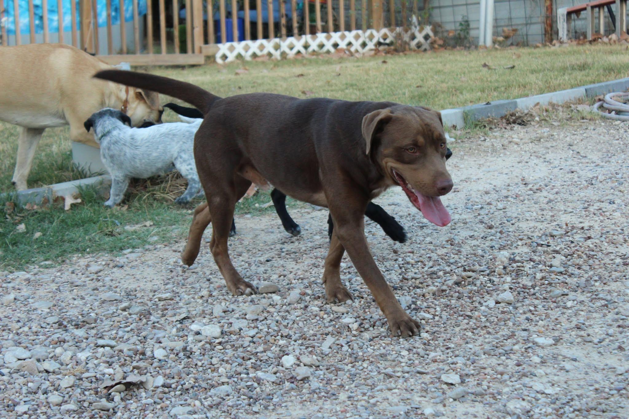 Enlarge Winifred, a Adoptable mixed breed in Bangor, ME image 3/5