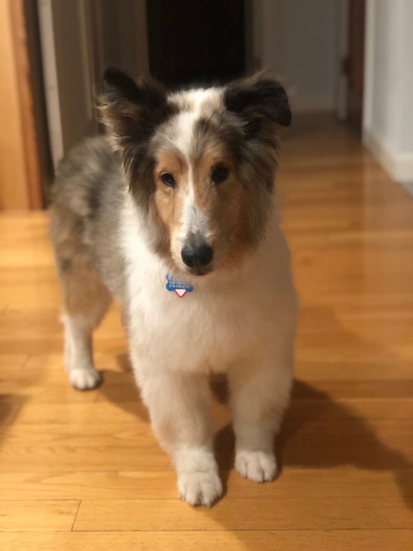 Whiskey, Adopted, Adult Male Shetland Sheepdog / Sheltie.