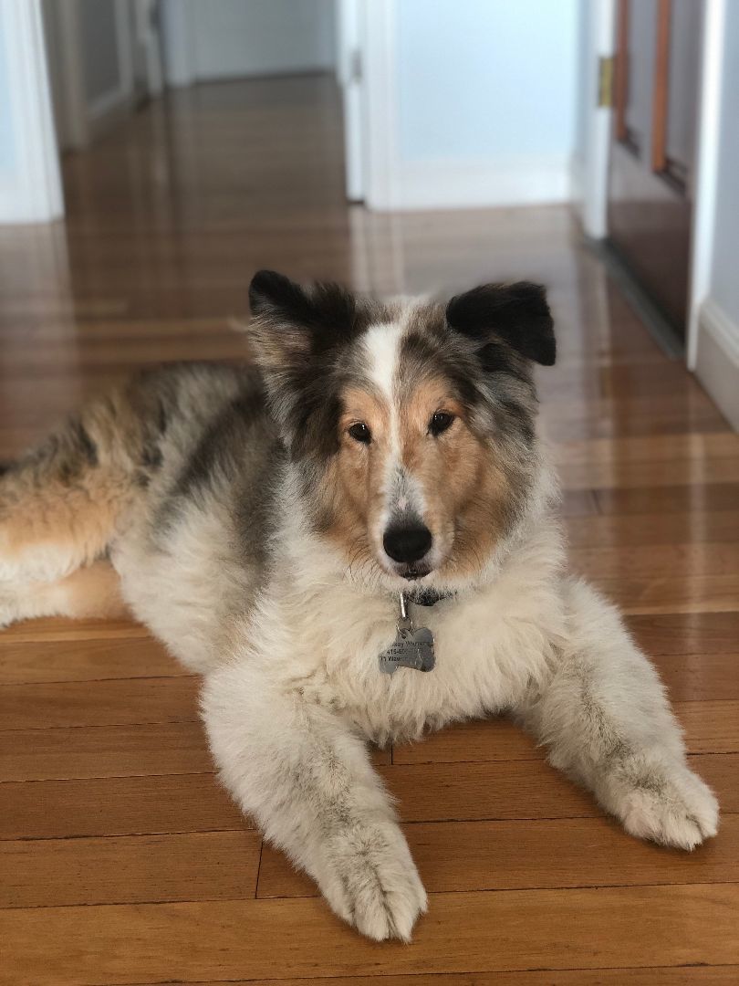 Enlarge Whiskey, a Adopted Shetland Sheepdog / Sheltie in Elk Grove, CA image 2/4