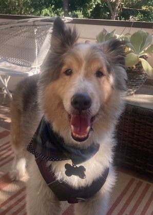 Enlarge Whiskey, a Adopted Shetland Sheepdog / Sheltie in Elk Grove, CA image 3/4