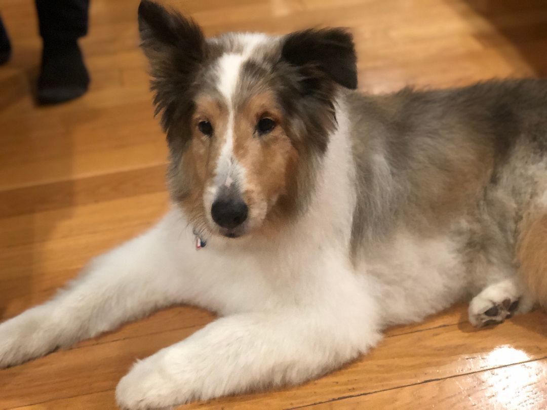 Enlarge Whiskey, a Adopted Shetland Sheepdog / Sheltie in Elk Grove, CA image 4/4