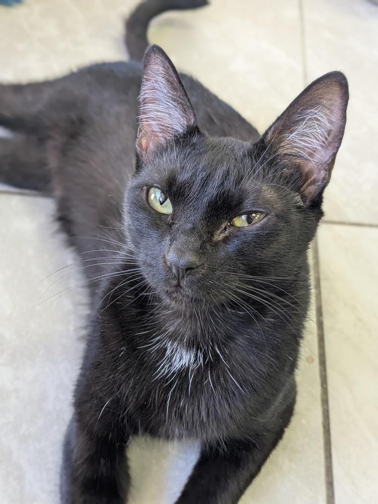 Enlarge Retro, a Adoptable mixed breed in Yuma, AZ image 1/1