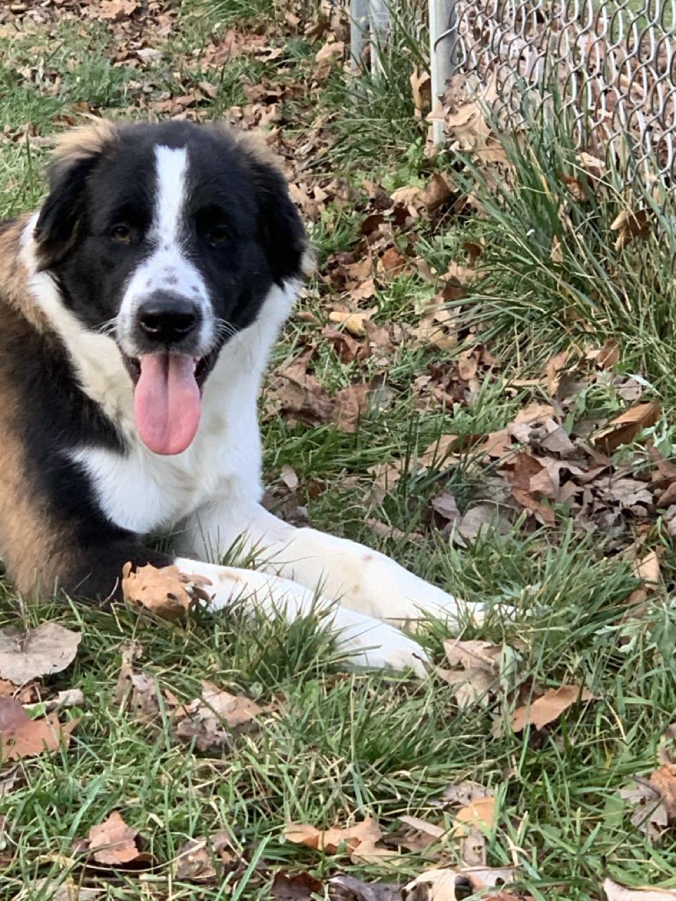 Enlarge Major, a Adoptable mixed breed in Sparta, NJ image 1/6