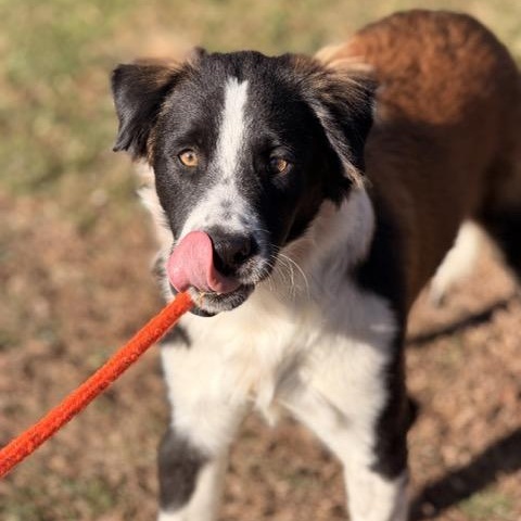Enlarge Major, a Adoptable mixed breed in Sparta, NJ image 2/6