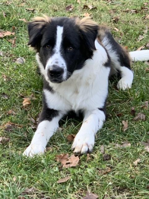 Enlarge Major, a Adoptable mixed breed in Sparta, NJ image 4/6