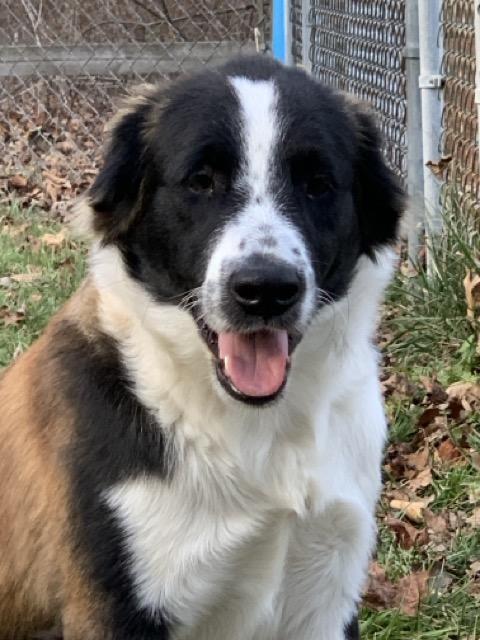 Enlarge Major, a Adoptable mixed breed in Sparta, NJ image 5/6