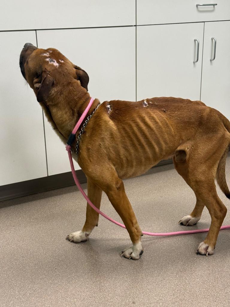 Enlarge Jaden, a Adoptable Pit Bull Terrier in La Porte, IN image 1/6