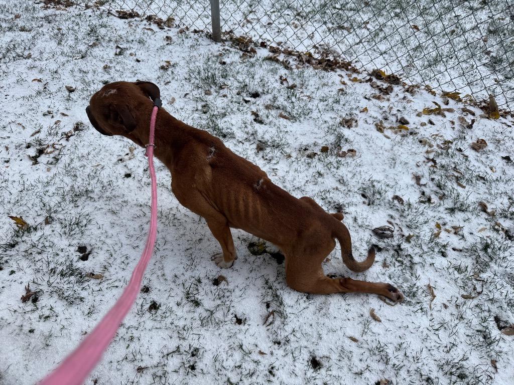Enlarge Jaden, a Adoptable Pit Bull Terrier in La Porte, IN image 2/6