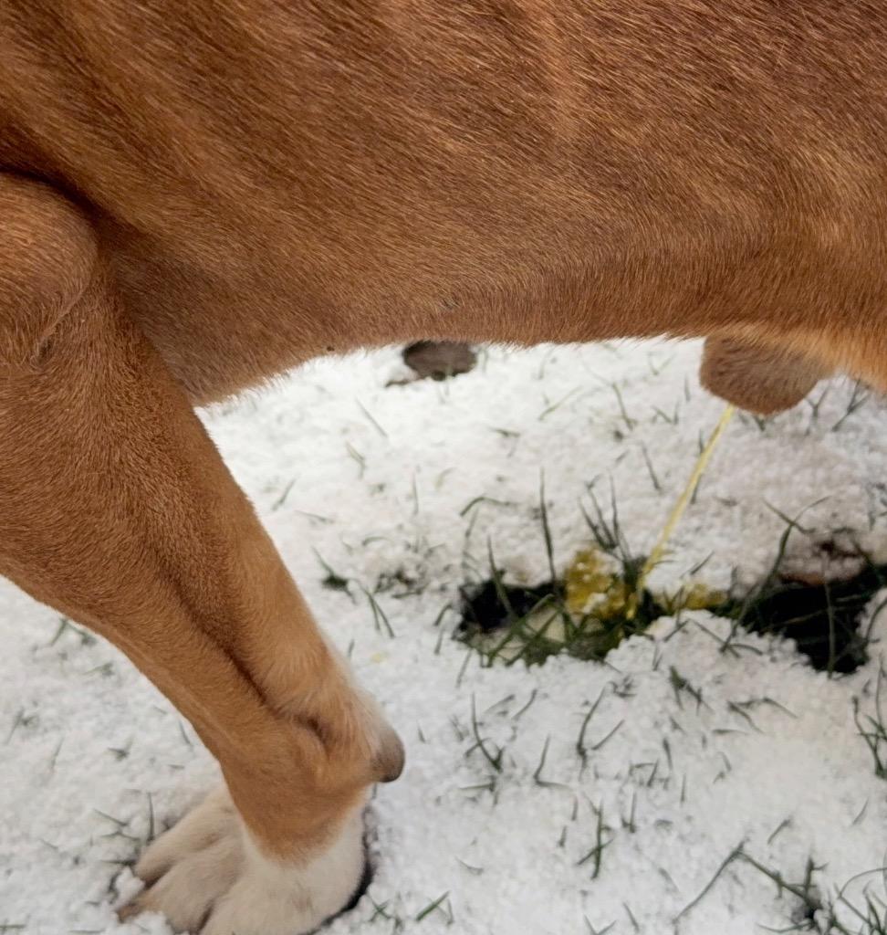 Enlarge Jaden, a Adoptable Pit Bull Terrier in La Porte, IN image 4/6