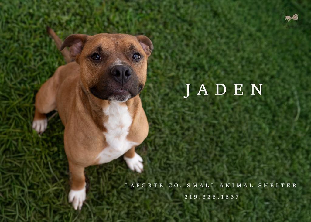 Enlarge Jaden, a Adoptable Pit Bull Terrier in La Porte, IN image 6/6