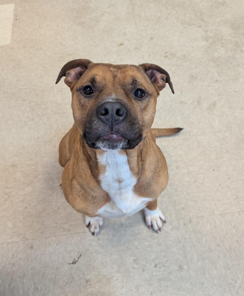Enlarge Jaden, a Adoptable Pit Bull Terrier in La Porte, IN image 6/6