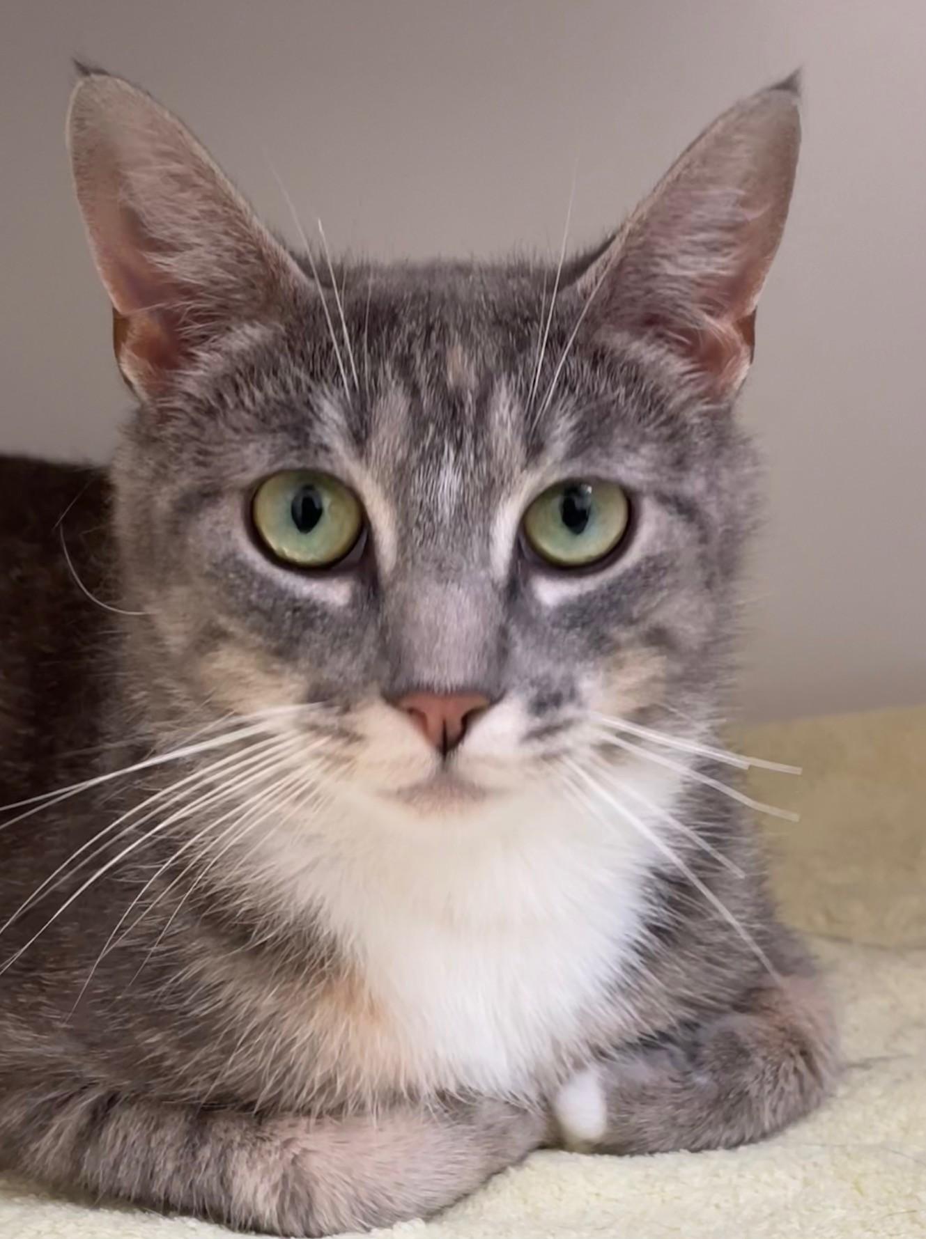 Thumbelina, Young Female Domestic Short Hair