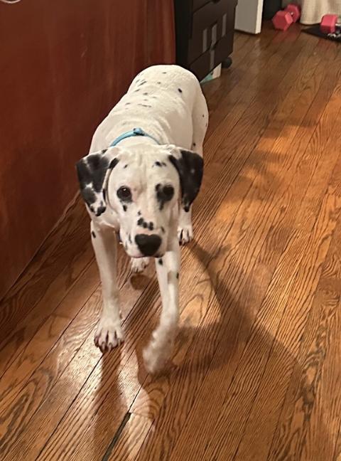 Dobbie, an adopted Dalmatian in Merrick, NY image 3/6