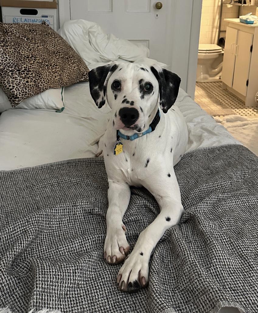 Dobbie, an adopted Dalmatian in Merrick, NY image 2/6