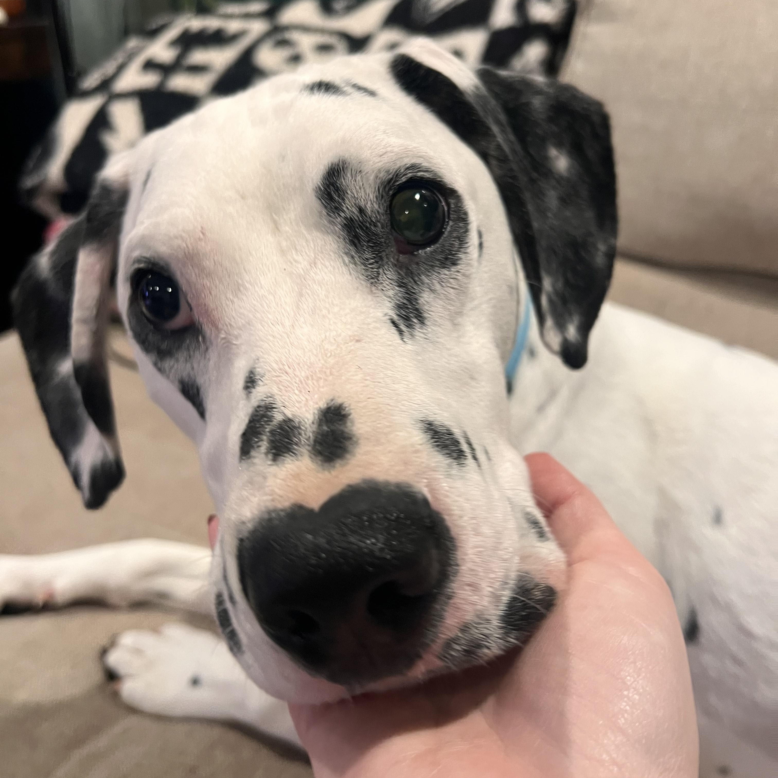 Dobbie, an adopted Dalmatian in Merrick, NY image 4/6